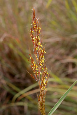 September Seeds