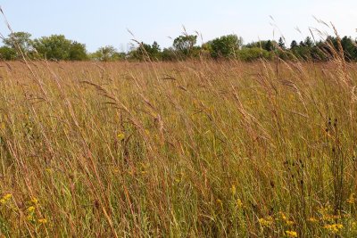 Tall Grass Prairie