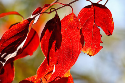 Color Arriving
