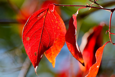Already Red