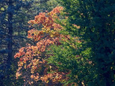 Turning Towards Fall