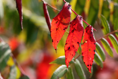 Fall Flags