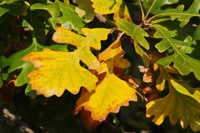 Feeling Fall