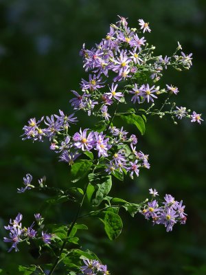 Asters in the Shade