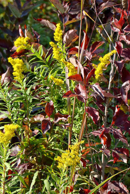 Goldenrod in September