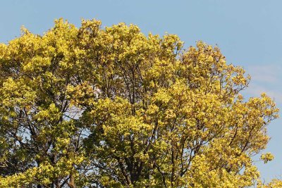 Golden Crown