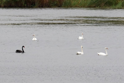 Swans in a Marsh
