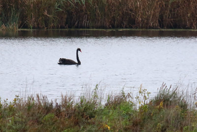 Peace in a Pond