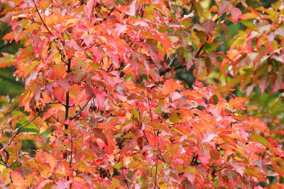 Starting to See Red