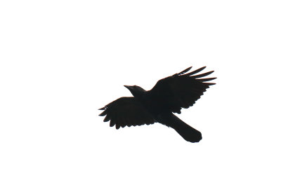 Crow Coming