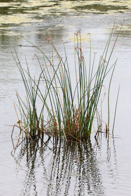 Meant for a Marsh