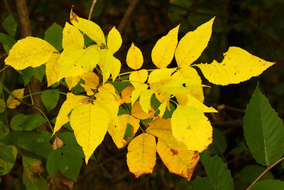 Fall Poping Out