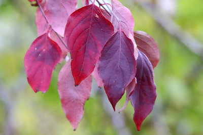 Crimson Time