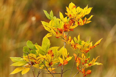 Tinted in Autumn