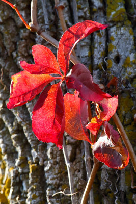 In Fall Red