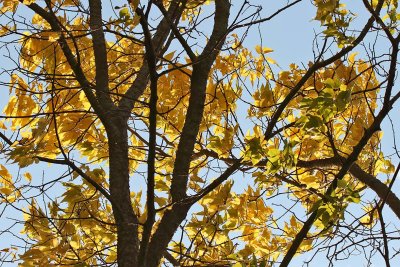 Fall in the Breeze