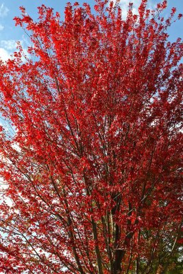 Autumn Red