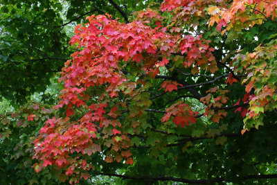 From Green to Red