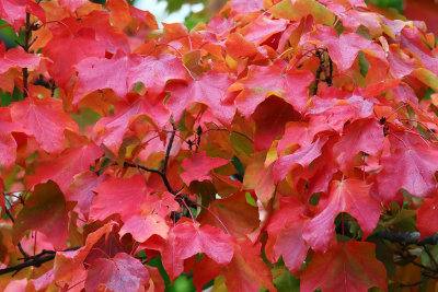 Red in the Rain