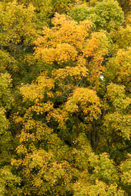 Emerging Gold