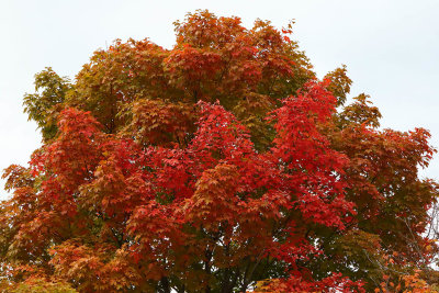 Topping Off With Color