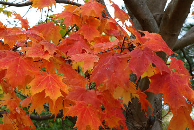 Fall Furnace