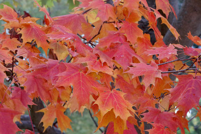 A Tinge of Red and Orange