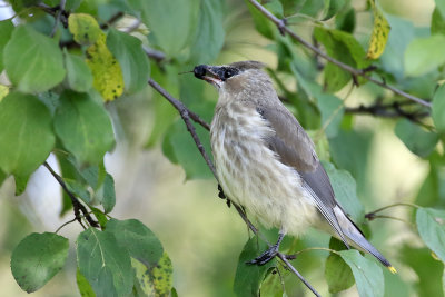 Seeking the Fruits of Fall