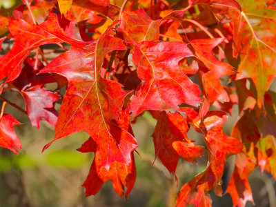 Colorful Oak