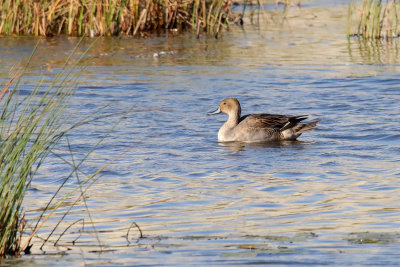 Paddling in a Pond