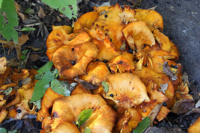 Fall Fungus