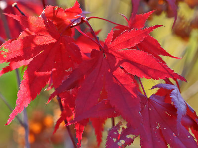 Celebrating Autumn