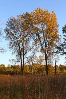 Fall at Ferson Creek