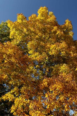October Color