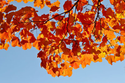 Hanging Orange