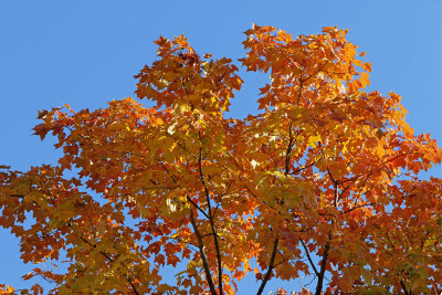 Autumn's Colors