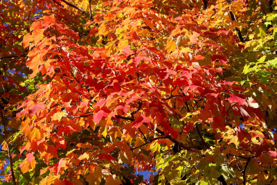 Color Explosion