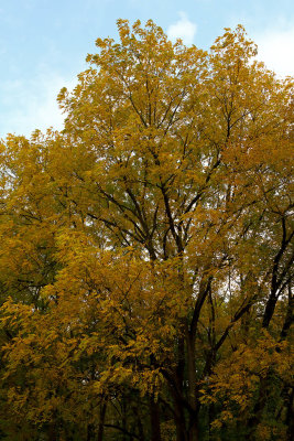 Golden Hues