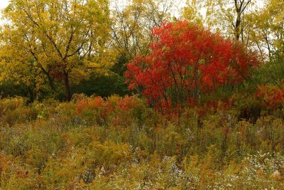 Fall Flames