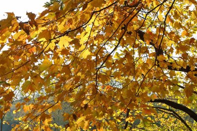 Golden Canopy