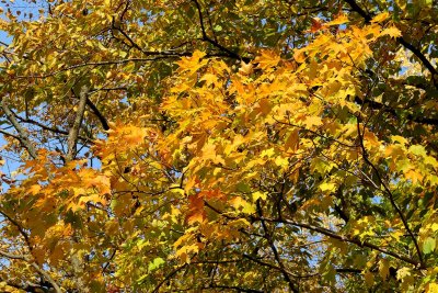 Fall Color