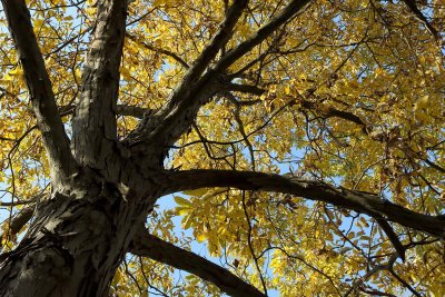 Fall at the Top