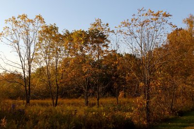 Shades of Autumn