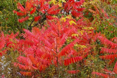 Burnt Red