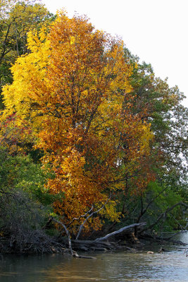Golden Pond