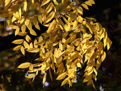 Autumn Above