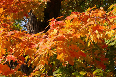 Red to Orange