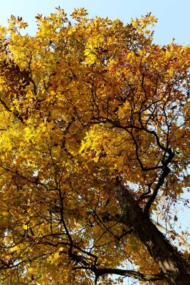 Fall Fling