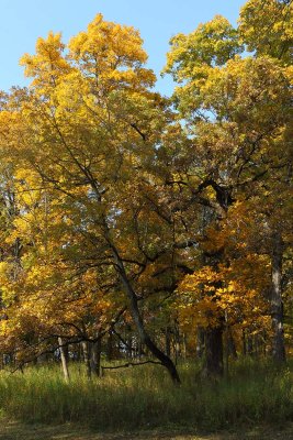 All Autumn