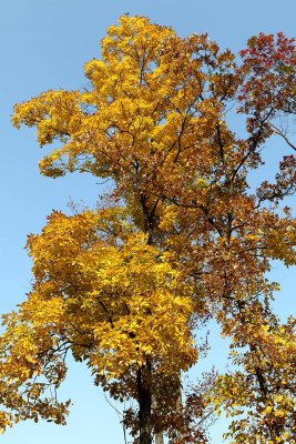 Fall Hickory
